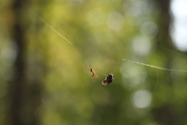 Павуки Мережі Сезон Парування Павука — стокове фото