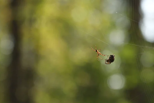 Spindlar Nätet Parningssäsong För Spindel — Stockfoto