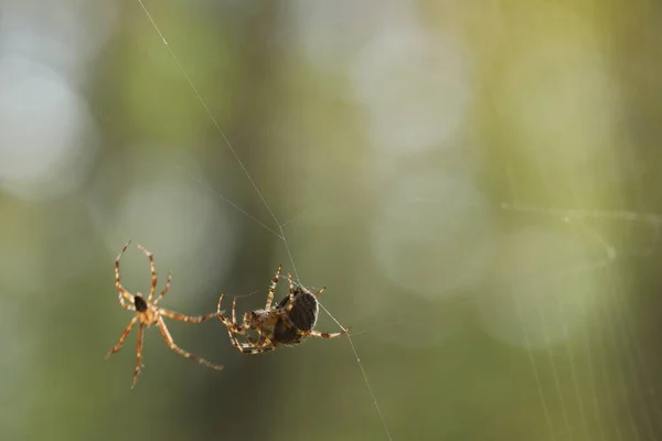 Aranhas Web Temporada Acasalamento Aranha — Fotografia de Stock