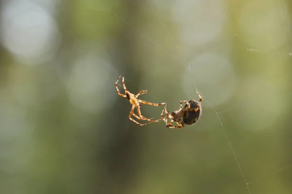 Des Araignées Sur Web Saison Accouplement Des Araignées — Photo