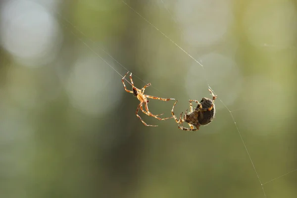 Aranhas Web Temporada Acasalamento Aranha — Fotografia de Stock