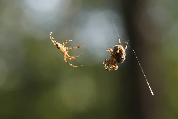 Pavouci Webu Období Páření Pavouků — Stock fotografie