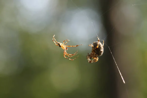 Arañas Web Temporada Apareamiento Araña — Foto de Stock