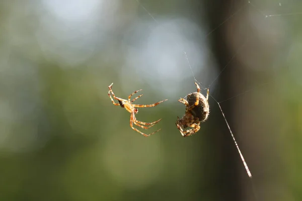 Aranhas Web Temporada Acasalamento Aranha — Fotografia de Stock