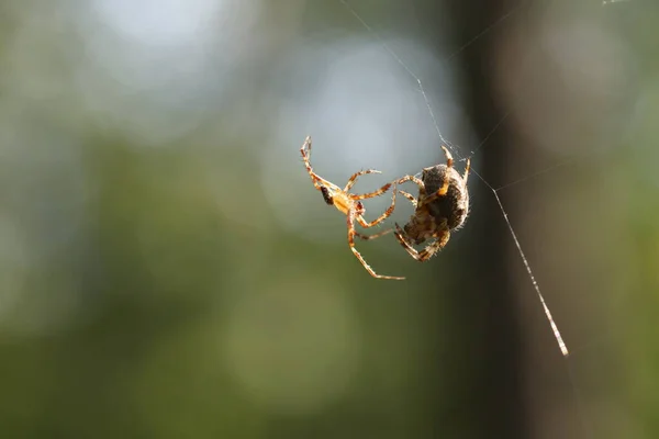 Spindlar Nätet Parningssäsong För Spindel — Stockfoto