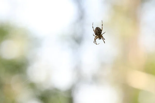 Örümcek Bir Ağa Oturur Avını Bekler Örümcek Avlanıyor — Stok fotoğraf