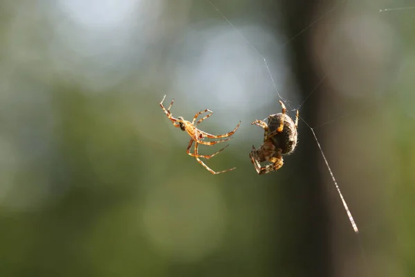 クモの巣だ クモの交尾期 — ストック写真