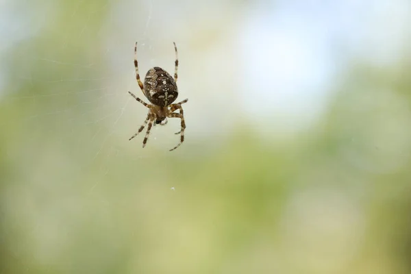 Spindeln Sitter Nätet Och Väntar Bytet Spindel Jakt — Stockfoto