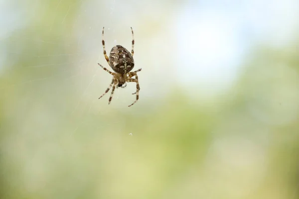 Araignée Est Assise Sur Une Toile Attend Proie Spider Sur — Photo