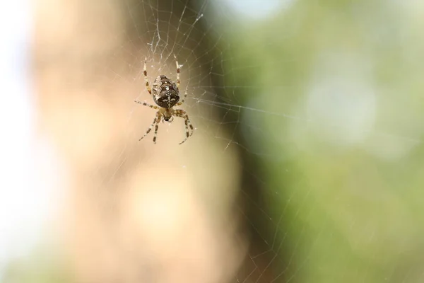 Ragno Siede Una Ragnatela Aspetta Preda Spider Caccia — Foto Stock