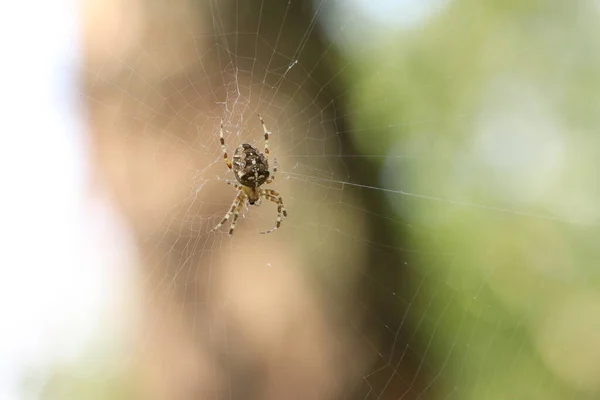 Araignée Est Assise Sur Une Toile Attend Proie Spider Sur — Photo