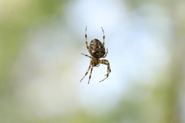 Araña Sienta Una Telaraña Espera Presa Araña Caza — Foto de Stock