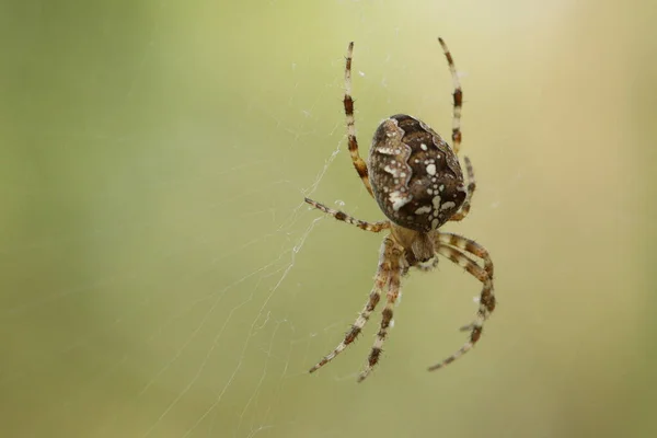 The spider sits on a web and waits for prey. Spider on the hunt.