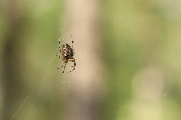 蜘蛛坐在网子上等待猎物 捕猎中的蜘蛛 — 图库照片