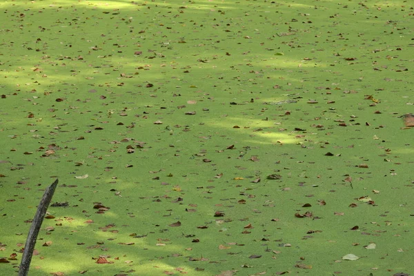 Autumn Leaves Lie Green Duckweed Swamp — Stock Photo, Image