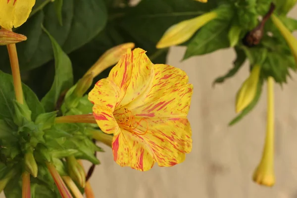 Lindas Flores Dando Alegria Close Flores São Sempre Emoções Positivas — Fotografia de Stock