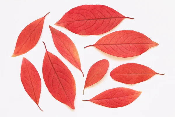 Texture Red Leaves Trees Light Background — Stock Photo, Image