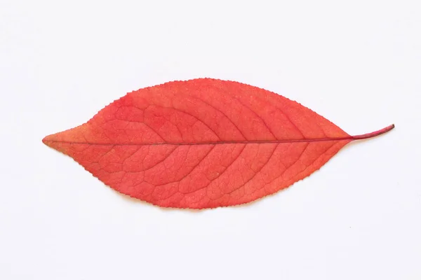 Texture Red Leaves Trees Light Background — Stock Photo, Image