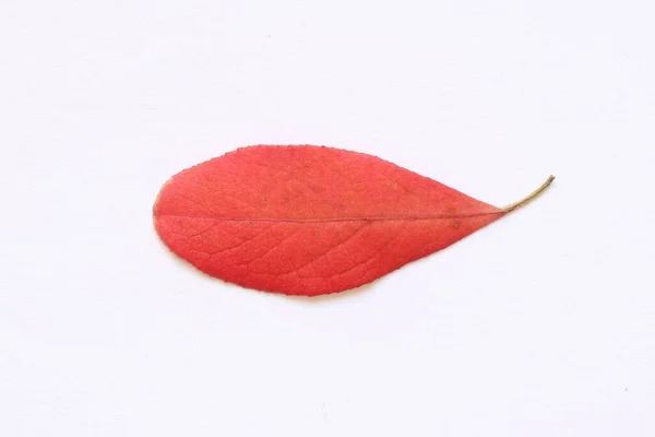Texture Red Leaves Trees Light Background — Stock Photo, Image