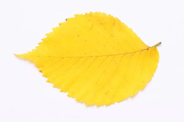 Texture Yellow Leaves Trees Light Background — Stock Photo, Image