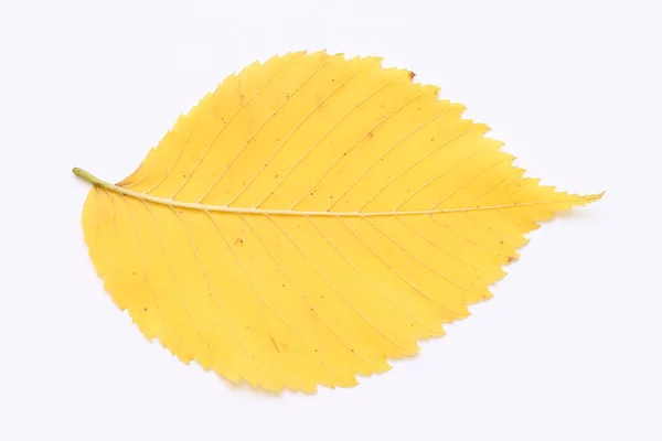 Texture Yellow Leaves Trees Light Background — Stock Photo, Image