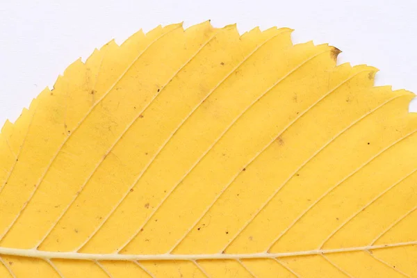 Texture Yellow Leaves Trees Light Background — Stock Photo, Image