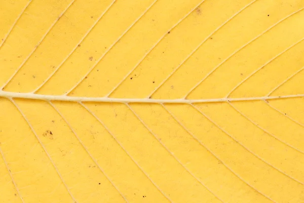 Texture Yellow Leaves Trees Light Background — Stock Photo, Image