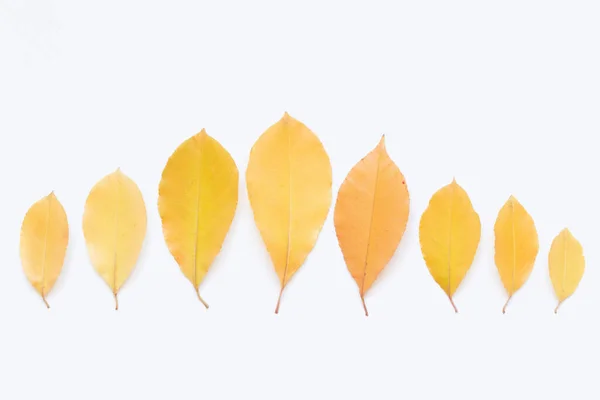 Texture Yellow Leaves Trees Light Background — Stock Photo, Image