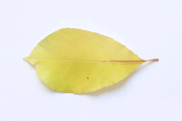 Текстура Жовтого Листя Дерев Світлому Фоні — стокове фото