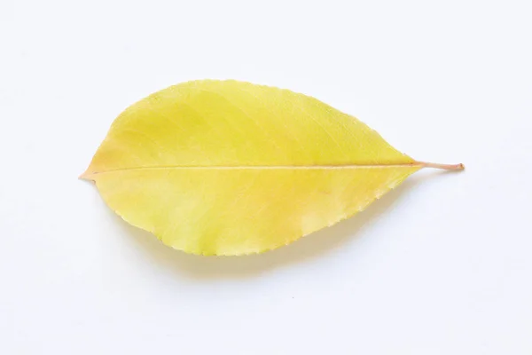 Textura Folhas Amarelas Árvores Fundo Leve — Fotografia de Stock