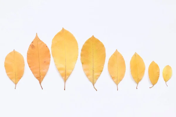 Texture Yellow Leaves Trees Light Background — Stock Photo, Image