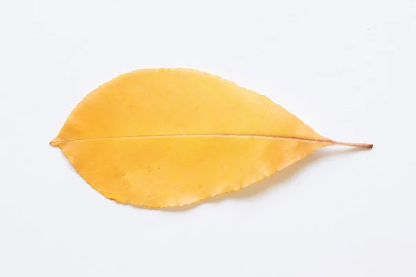 Textura Folhas Amarelas Árvores Fundo Leve — Fotografia de Stock