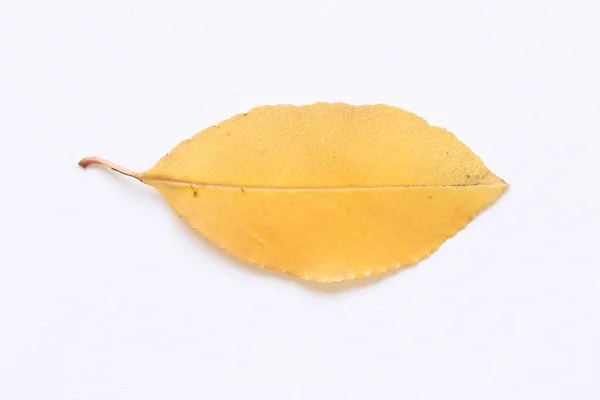 Texture Yellow Leaves Trees Light Background — Stock Photo, Image