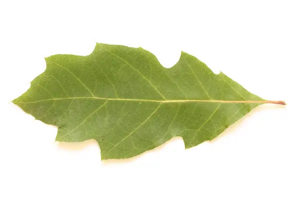 Текстура Зеленого Листя Дерев Світлому Фоні — стокове фото