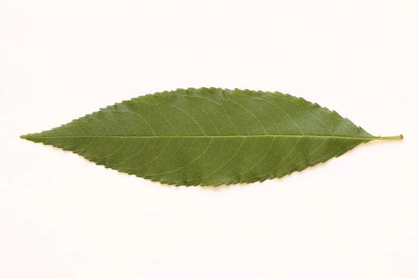 Текстура Зеленых Листьев Деревьев Светлом Фоне — стоковое фото