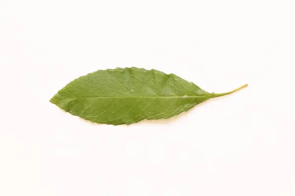Текстура Зеленых Листьев Деревьев Светлом Фоне — стоковое фото