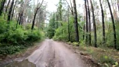 Orman yolunda bisiklet sürmek. Orman Yolu.