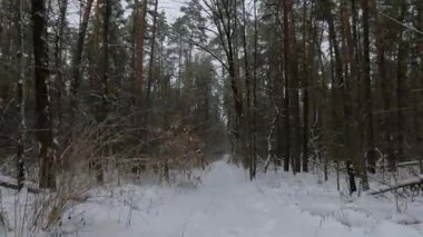 Kış orman manzarası. Kış ormanındaki ağaçlar arasında kamera hareketi.