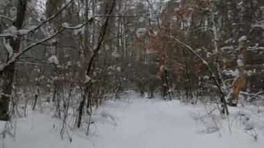 Kış orman manzarası. Kış ormanındaki ağaçlar arasında kamera hareketi.