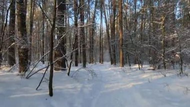 Bir kış karlı orman manzarası. Kış ormanlarındaki ağaçların arasında hareket eden kamera..