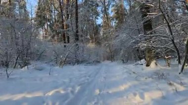 Bir kış karlı orman manzarası. Kış ormanlarındaki ağaçların arasında hareket eden kamera..