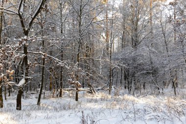 Karlı orman manzarası. Karda kış ormanı.