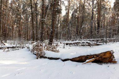 Karlı orman manzarası. Karda kış ormanı.