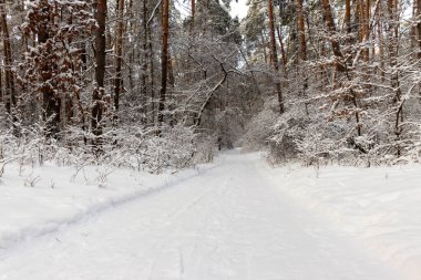 Karlı orman manzarası. Karda kış ormanı.