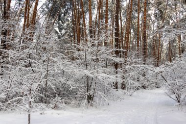 Karlı orman manzarası. Karda kış ormanı.