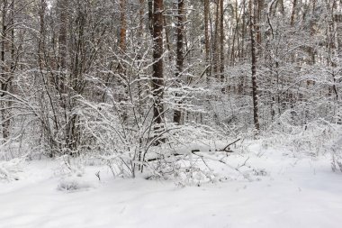Karlı orman manzarası. Karda kış ormanı.