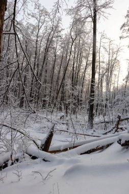 Karlı orman manzarası. Karda kış ormanı.