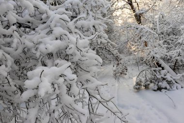 Karlı orman manzarası. Karda kış ormanı.