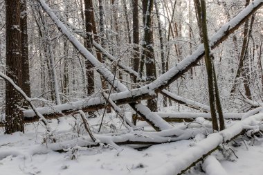 Karlı orman manzarası. Karda kış ormanı.
