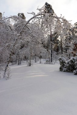 Karlı orman manzarası. Karda kış ormanı.